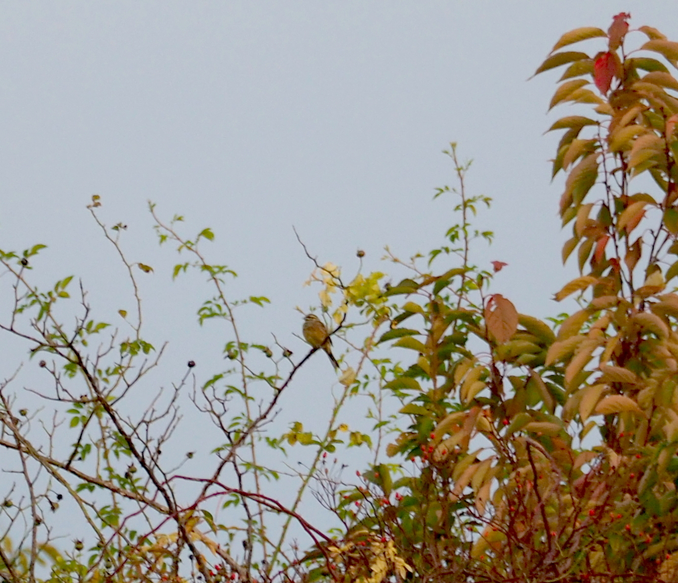 Cirl Bunting