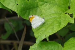 Colotis aurora