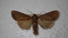 Apamea lateritia