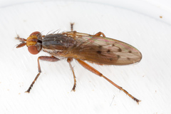 Hydromya dorsalis