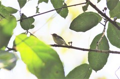 Phylloscopus grammiceps