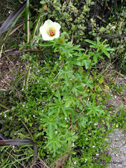 Hibiscus richardsonii