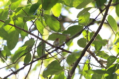 Phylloscopus grammiceps