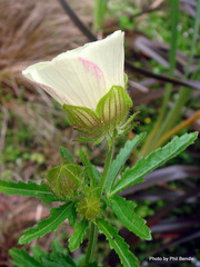 Hibiscus richardsonii