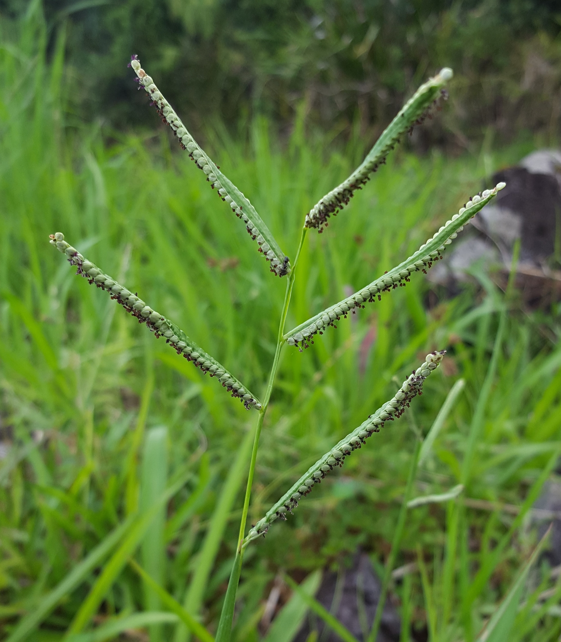 (c) François Rousseu, certains droits réservés (CC BY-NC) https://www.inaturalist.org/observations/151854961