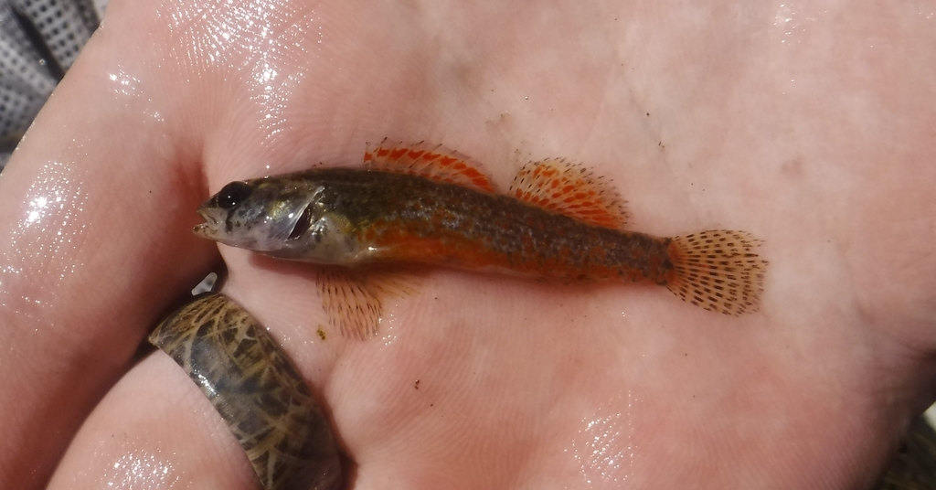 Coldwater Darter