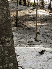 Perisoreus canadensis image