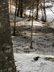 Perisoreus canadensis image