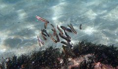 Petroscirtes breviceps