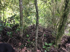 Pittosporum crassifolium