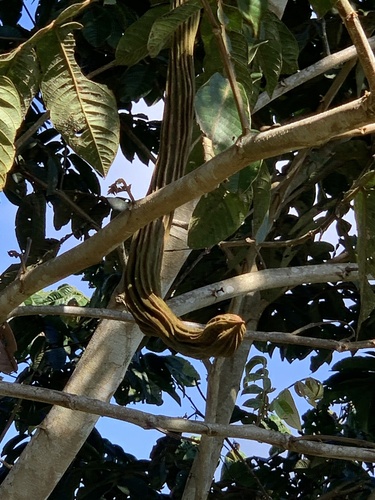 Inga edulis - Whole tree