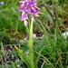 Orchis × colemanii - Photo (c) Ronald Werson, some rights reserved (CC BY-NC-ND), uploaded by Ronald Werson