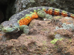 Drakensberg Crag Lizard photo 5