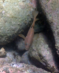 Epinephelus akaara