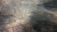 Carybdea brevipedalia