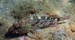 Sebastiscus marmoratus