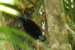 Ptiloris victoriae