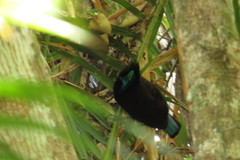 Ptiloris victoriae