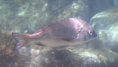 Acanthopagrus schlegelii