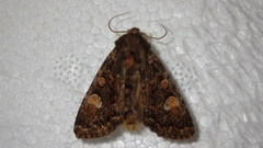 Apamea rubrirena