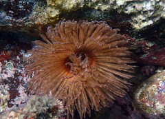 Branchiomma cingulata