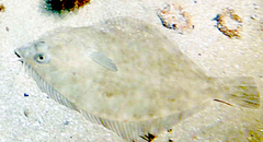 Rhombosolea tapirina