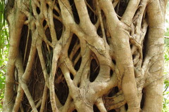 Ficus destruens