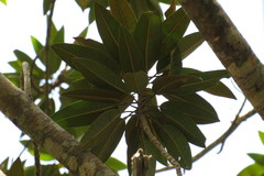 Ficus destruens