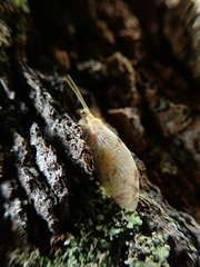 Hemerobius marginatus