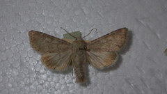 Apamea platinea