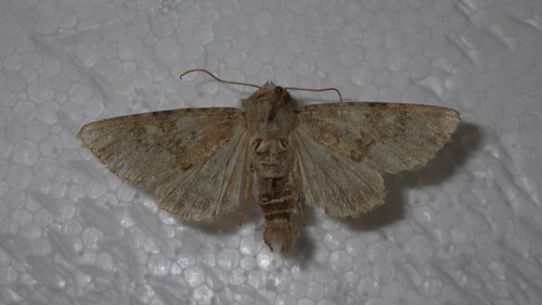 Abromiade platinée (L')