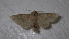 Apamea platinea