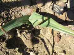 Colchicum eucomoides