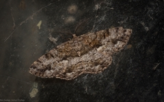 Hypomecis externaria