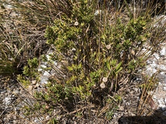 Leptospermum nitidum