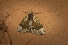 Tamba conscripta