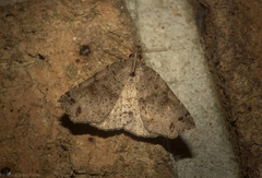 Lithilaria proestans