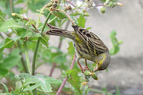 Island Canary
