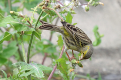 Atlantic Canary photo 4