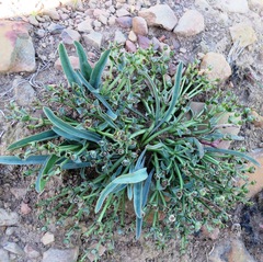Euphorbia silenifolia