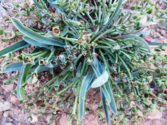 Euphorbia silenifolia