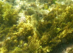 Contusus brevicaudus