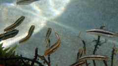 Petroscirtes breviceps