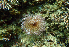 Branchiomma cingulata