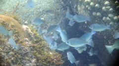 Girella punctata