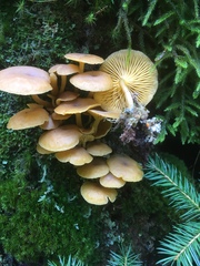 Chrysomphalina chrysophylla