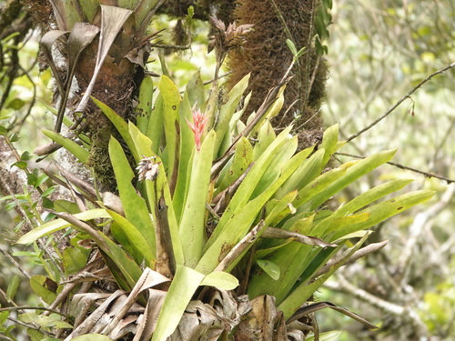 Aechmea dactylina image