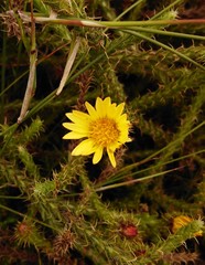 Cullumia reticulata