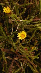 Cullumia reticulata