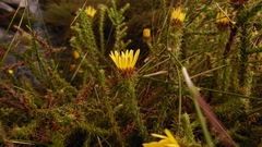 Cullumia reticulata